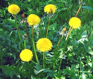 paardebloemen